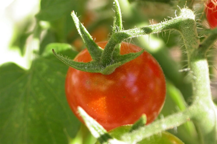 Bolezni paradižnika